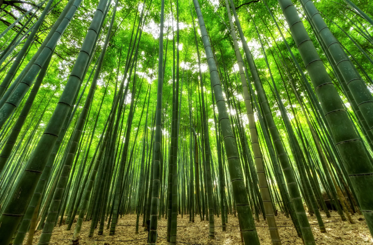Bamboo is an extremely fast growing and sustainable plant, perfect for use in skis. 