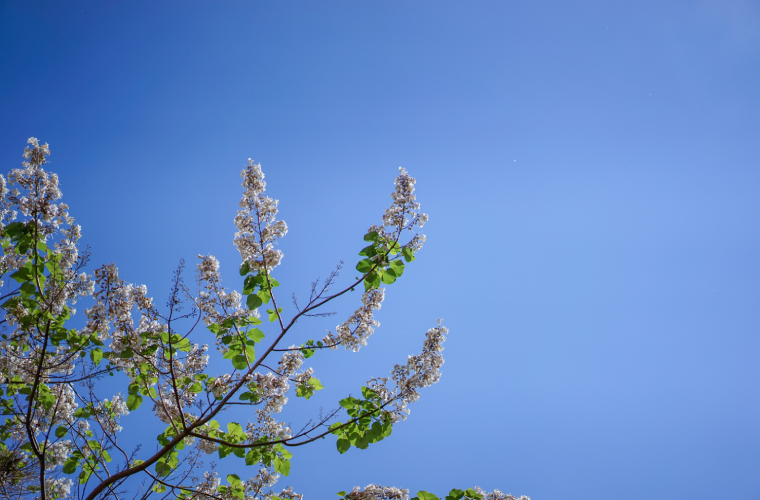 Paulownia - One few trees capable of self-regeneration.